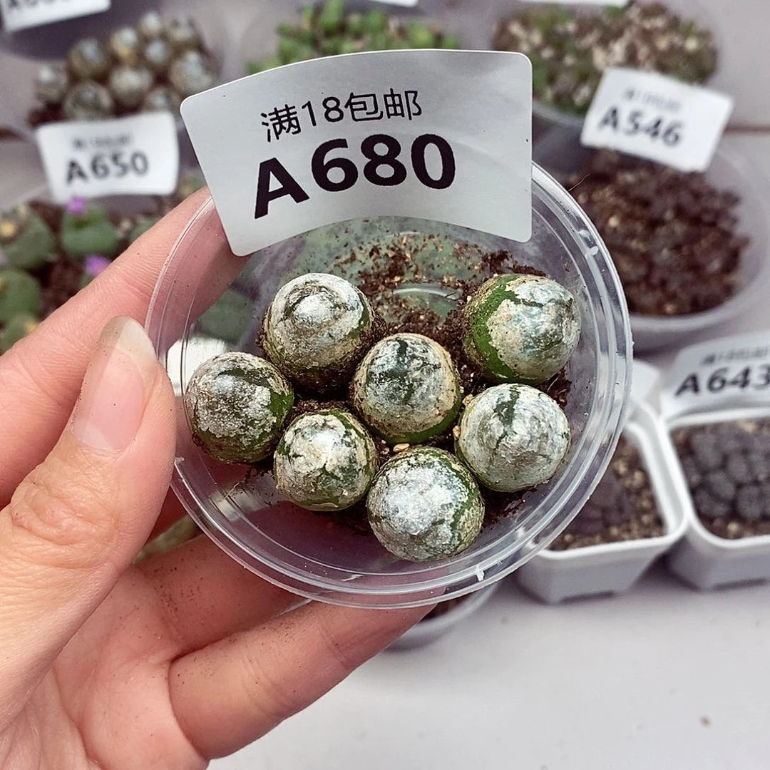 猫*红680吧快快乐乐咯我爱豆