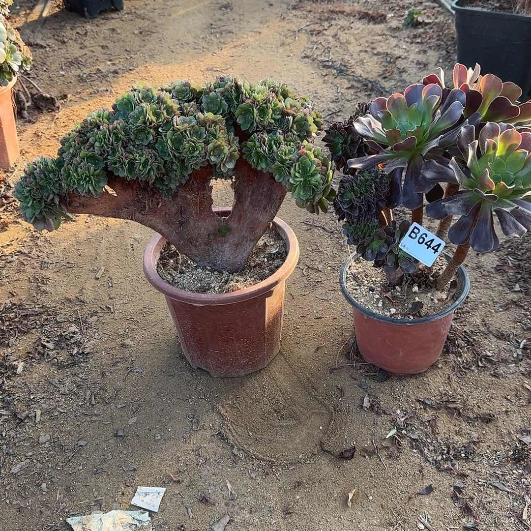 644万缀有伤欧紫共2颗