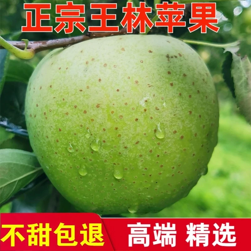 雀斑王林苹果青森王林苹果新鲜水果现摘脆甜多汁孕妇宝宝食用水果