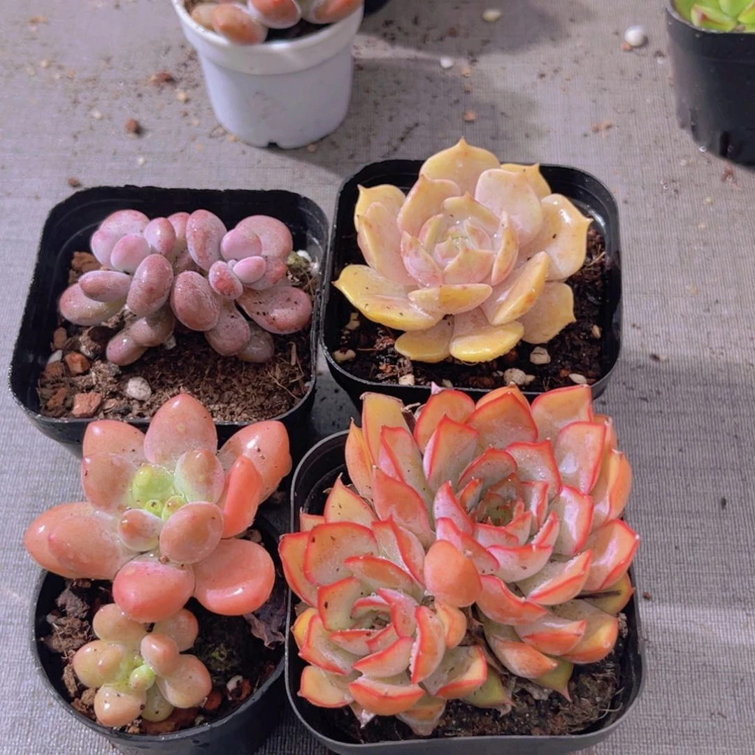 桃蛋。洛神。 菲欧娜。露娜莲