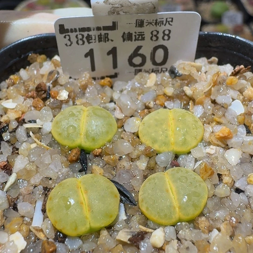Ssss精品生石花1160