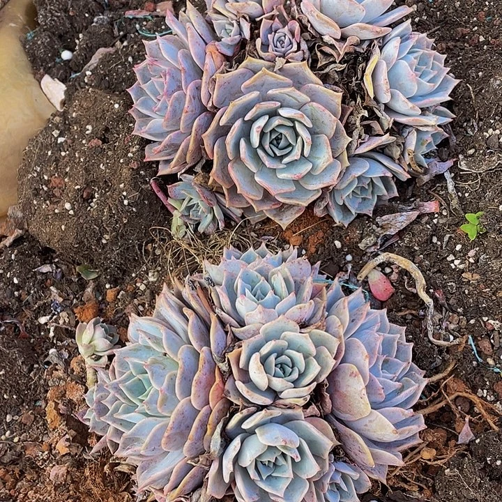 露西娜19.8米2颗多肉组合，掉头不售后