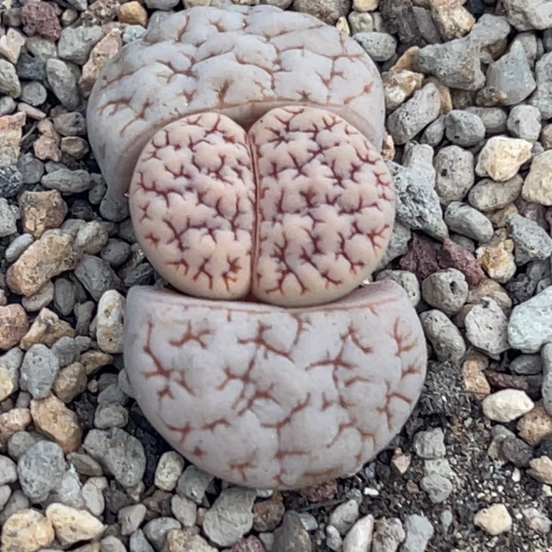 8665红蜜纹蛙哥189一颗