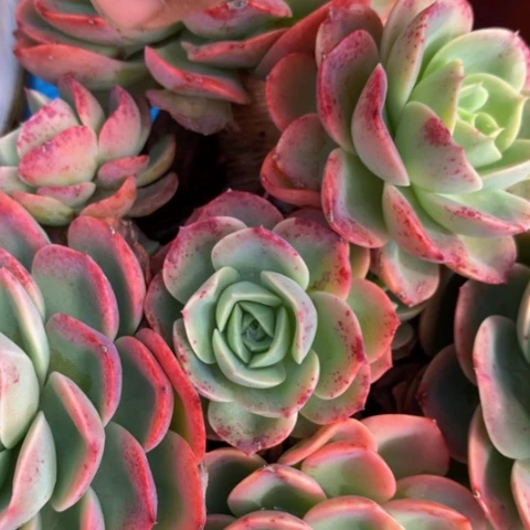 雨****1188哈密瓜多肉