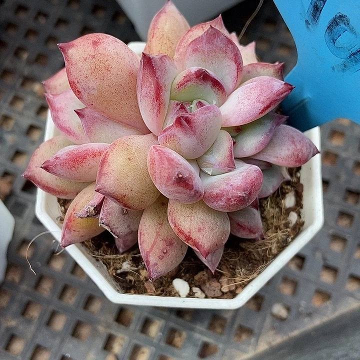 多肉植物夜魔侠四头朵朵a012