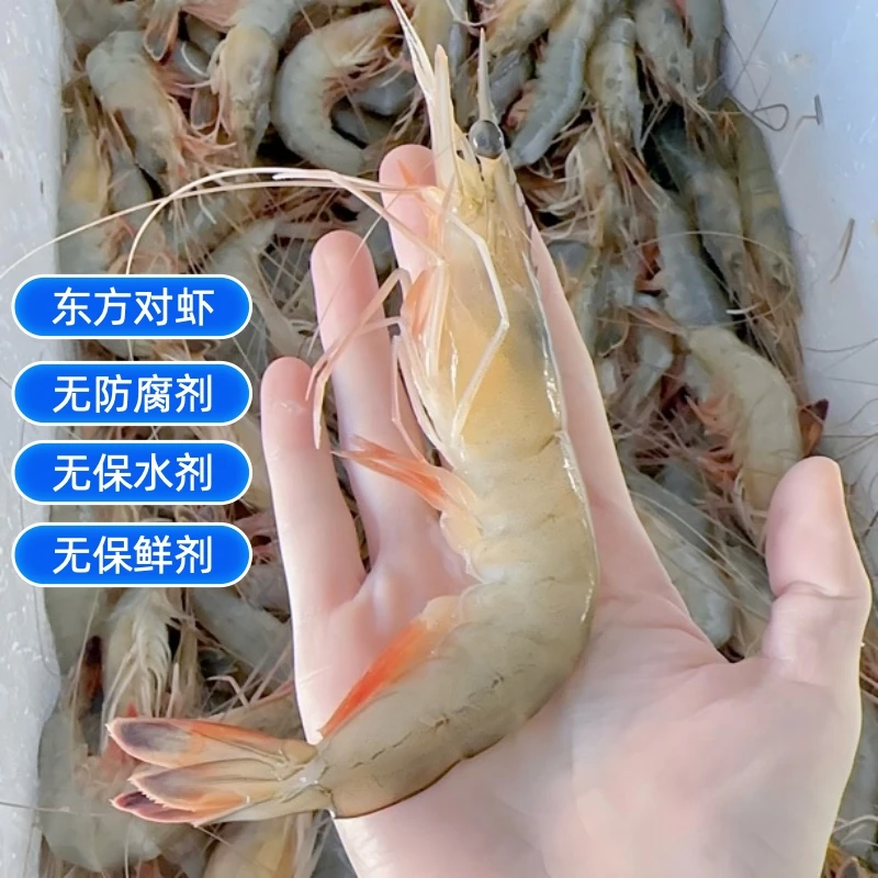速冻北黄海东方对虾 东方虾 海虾包邮