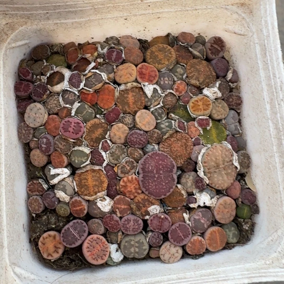 生石花一盆量拍发货7cm盆