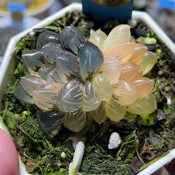 587双头水中月锦特选福利