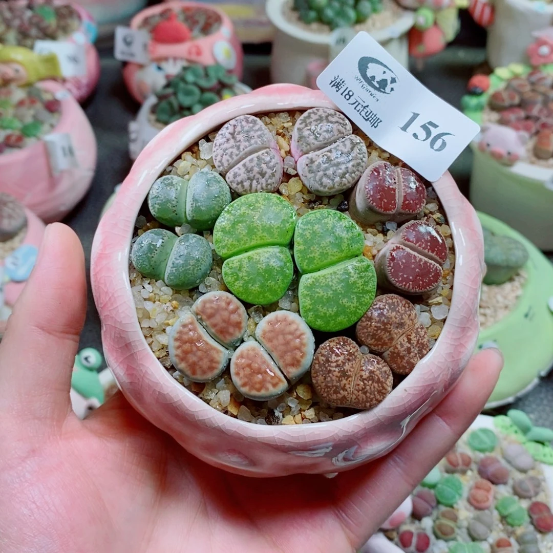 生石花花花花花花156