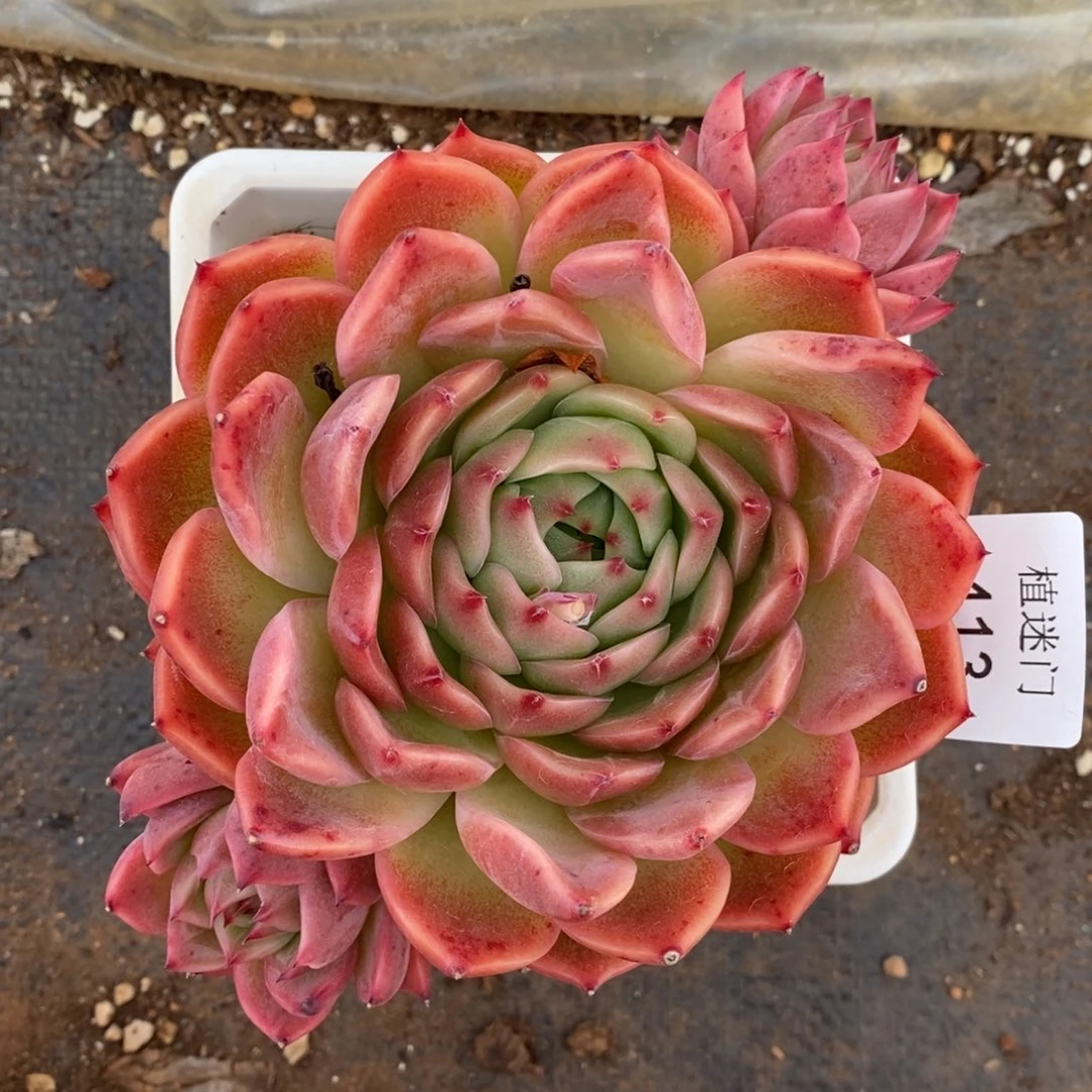 清****༇杂交精品多肉413