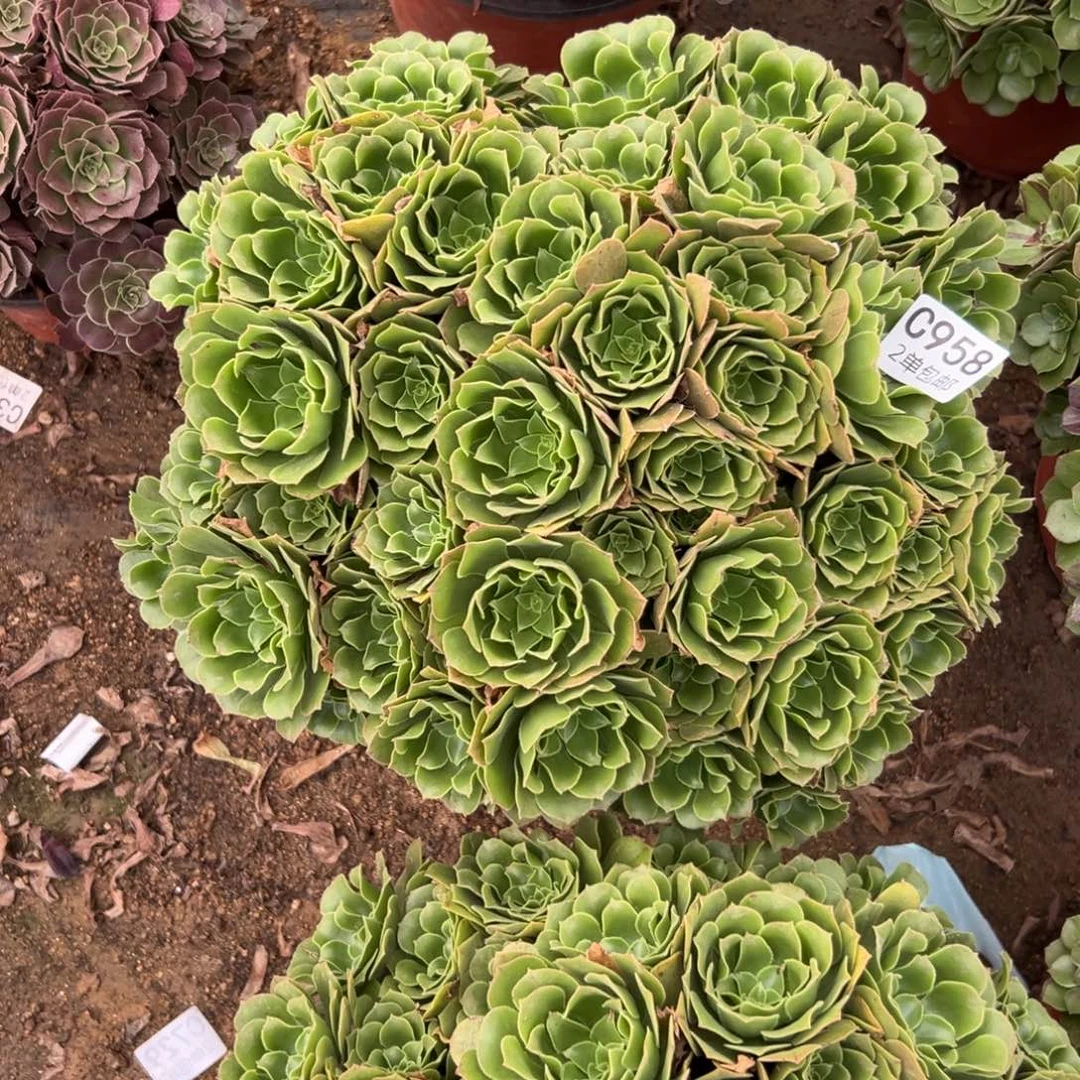 958多肉绿羊绒玫瑰不包断头