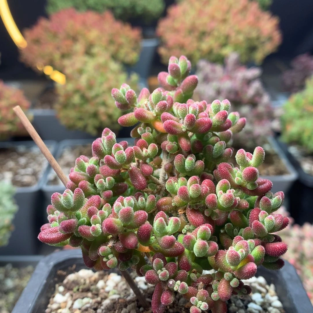 c025红宝石枝干番杏