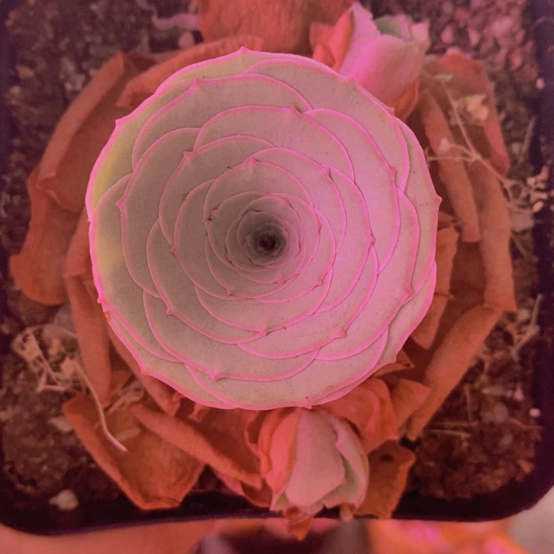 071雪霁 脱土裸根发货