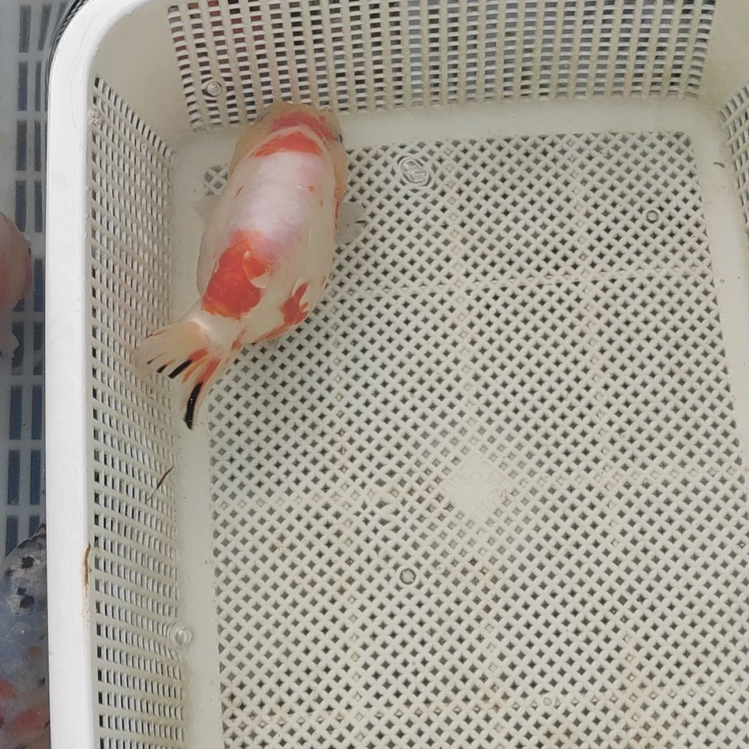 金鱼兰寿精选观赏鱼