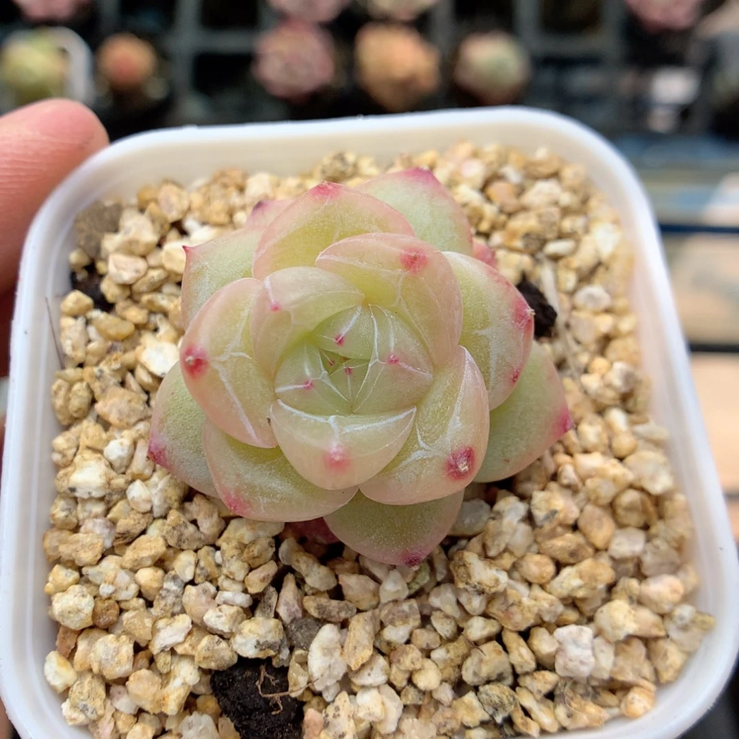 G81 ，柿子多肉20包邮两天凑单