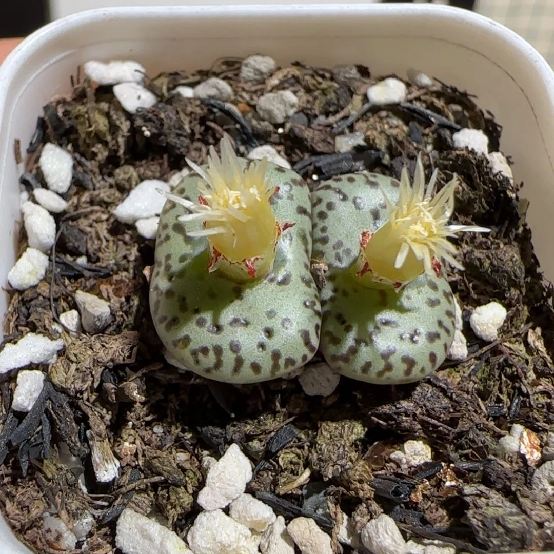 肉锥多肉植物组合-安贞829