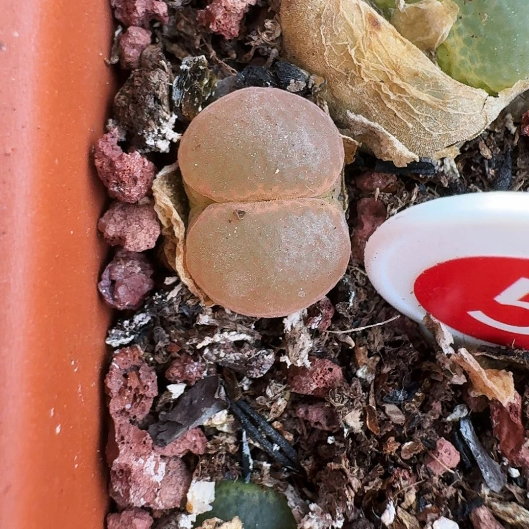 多肉植物福利风铃5