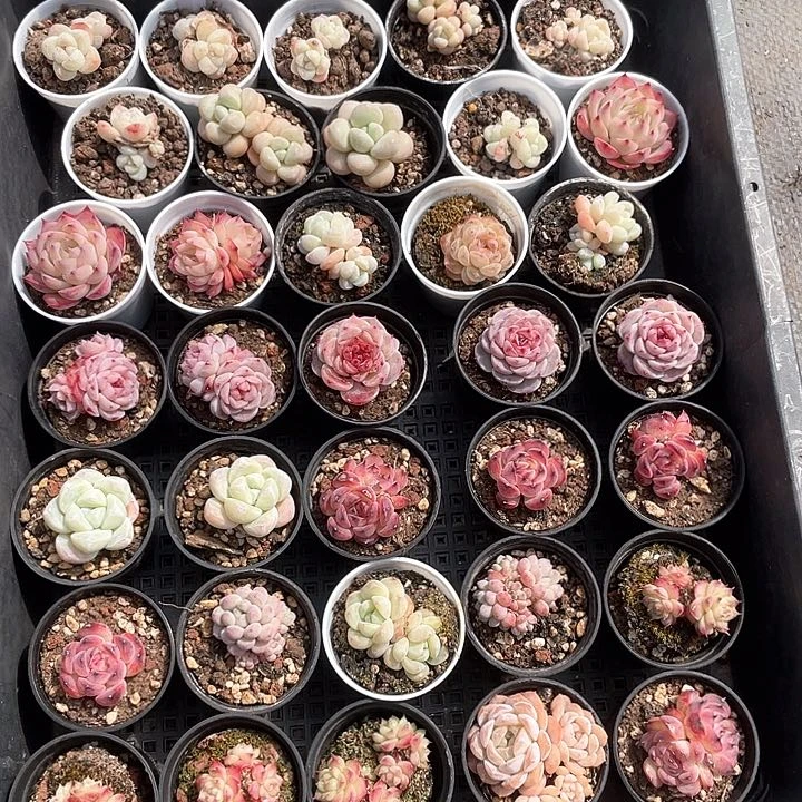 薇薇安园艺多肉1812