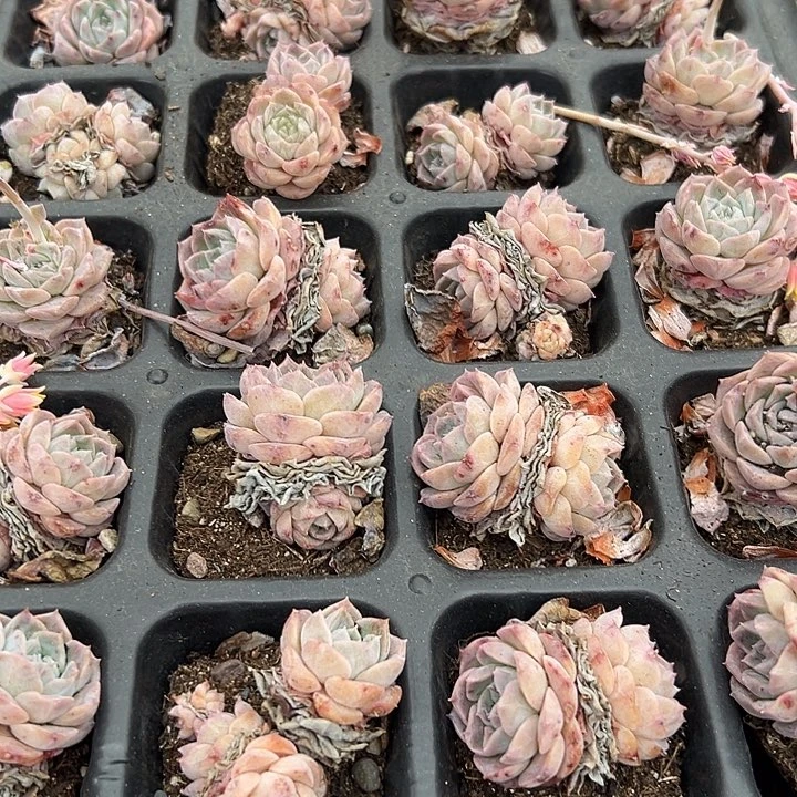无花朵嗯宠一盘子32颗。