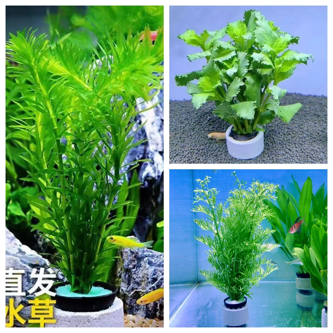 【3种组合】蜈蚣草+水芹+水罗兰套餐新手水草好养好活水生植物活体