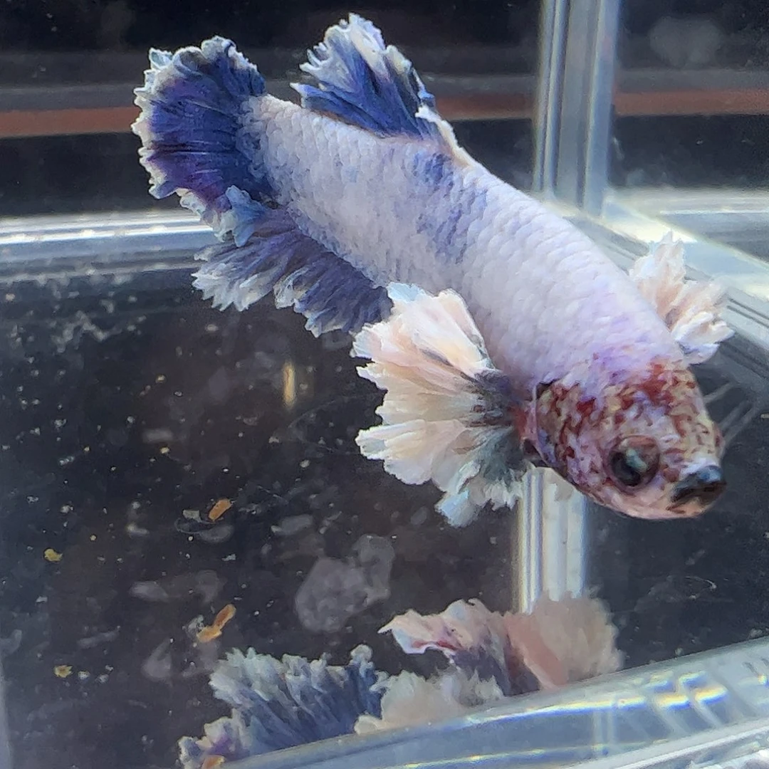 斗鱼编号20直播链接