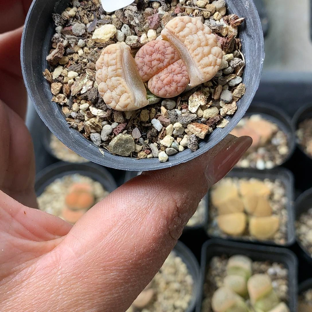 G385多肉植物保护研究所