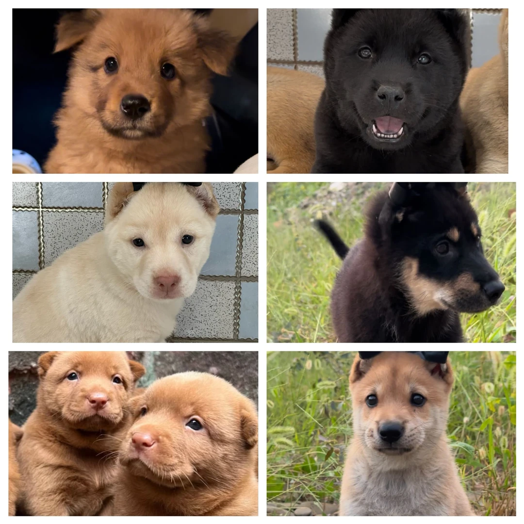 广西田园犬狗狗活体幼犬犬舍