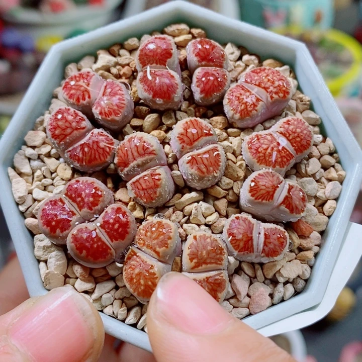 布***4生石花花花花花花花351