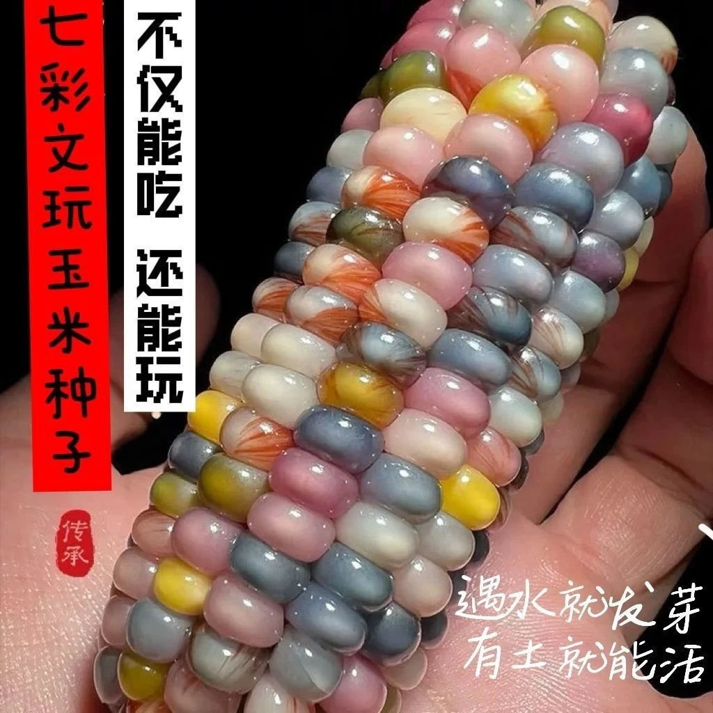 种子七彩宝石文玩小玉米菩提迷你小把件花色文玩玉米种子30粒包邮
