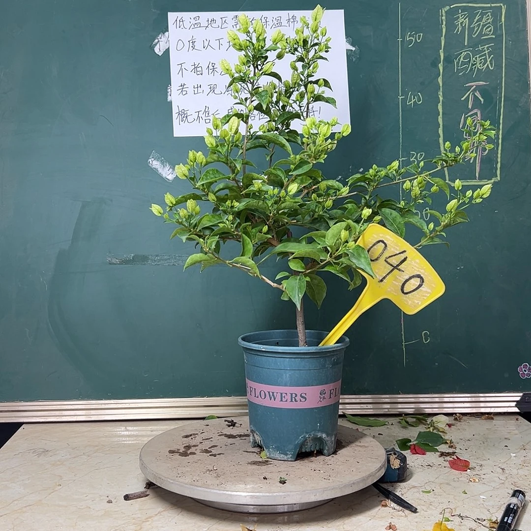 完全开放白雪公主040