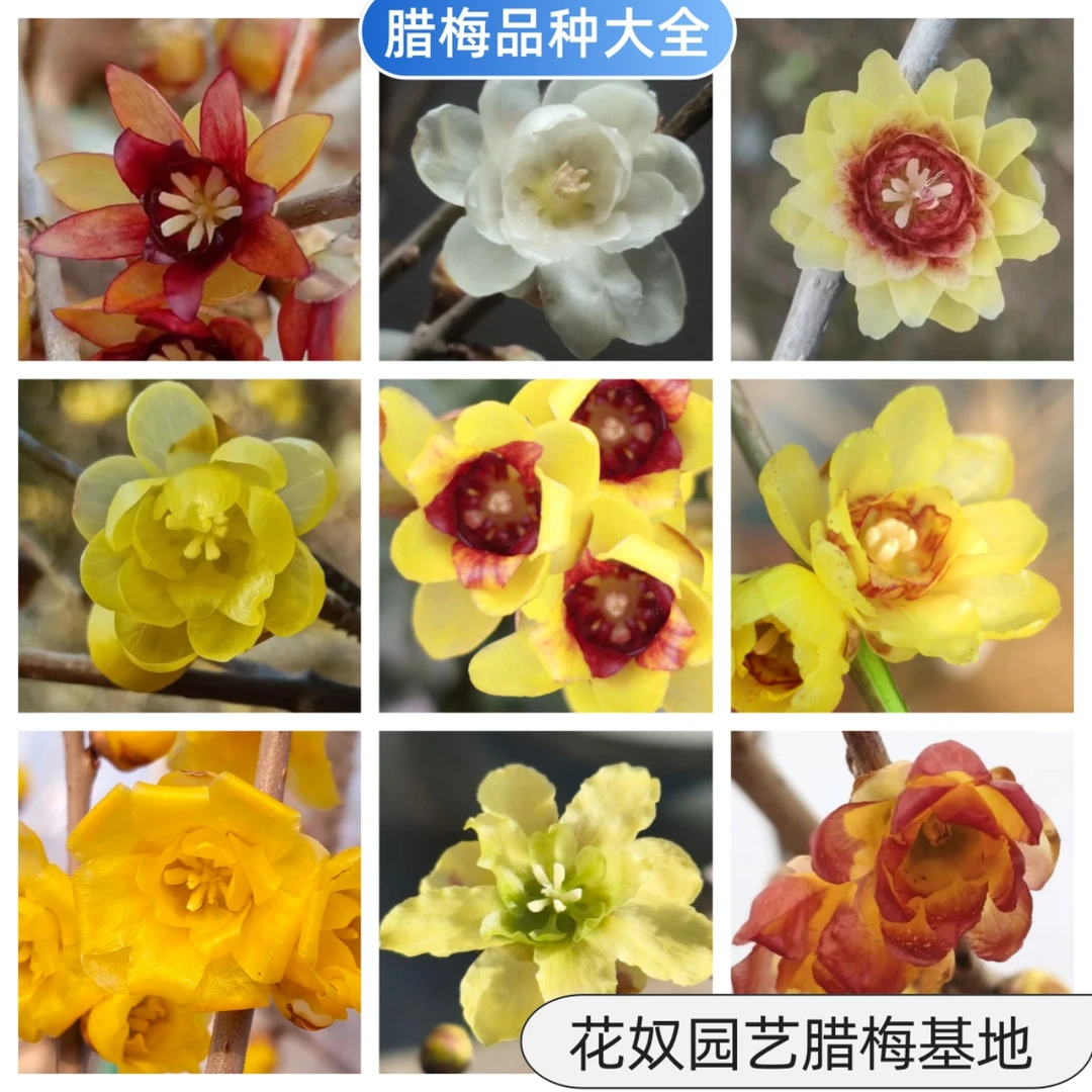 腊梅品种大全素心贵妃檀香磬口虎蹄金葵盆栽耐寒树苗冬天腊梅花