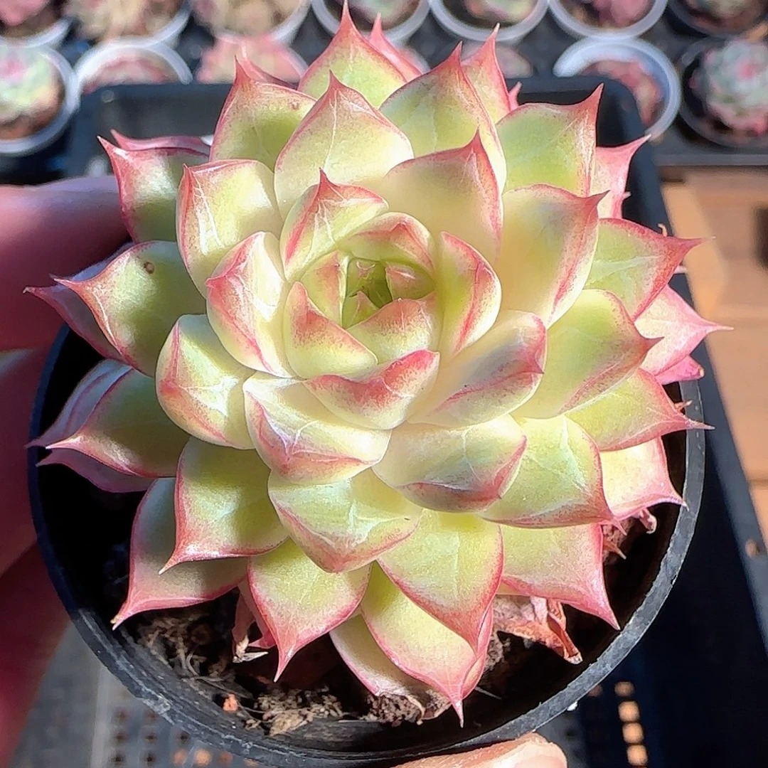 多肉1205-41女王玫瑰