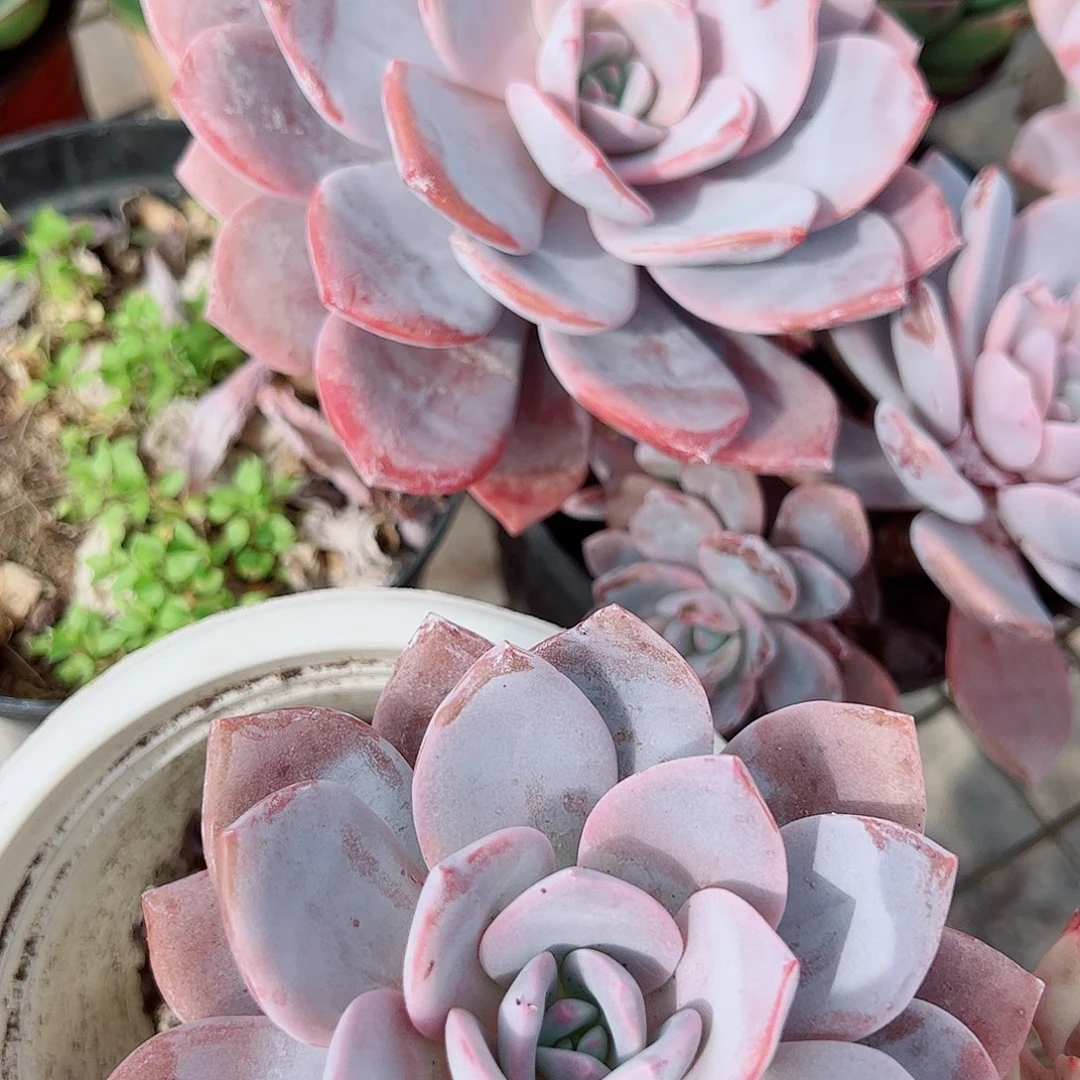 红茶大单头精品特价