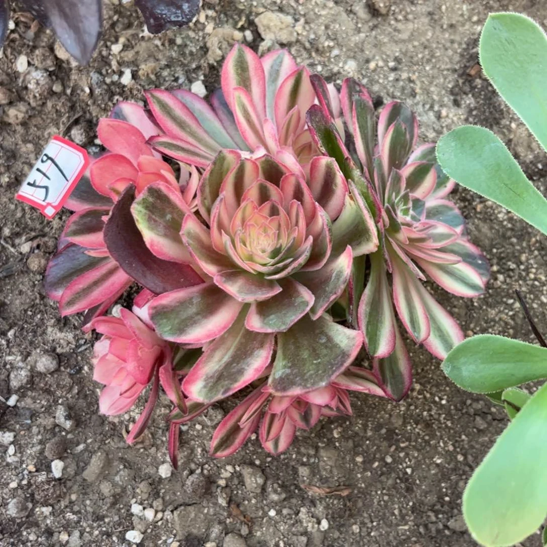 519多肉植物黑魔锦