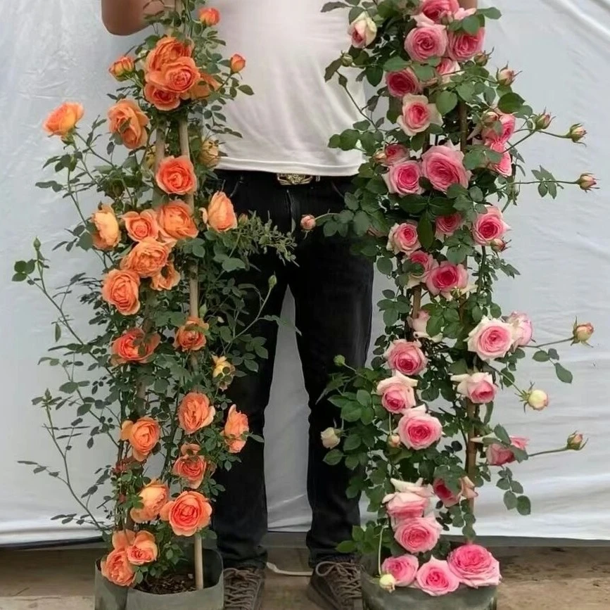 爬藤月季浓香玫瑰阳台庭院花卉绿植盆栽四