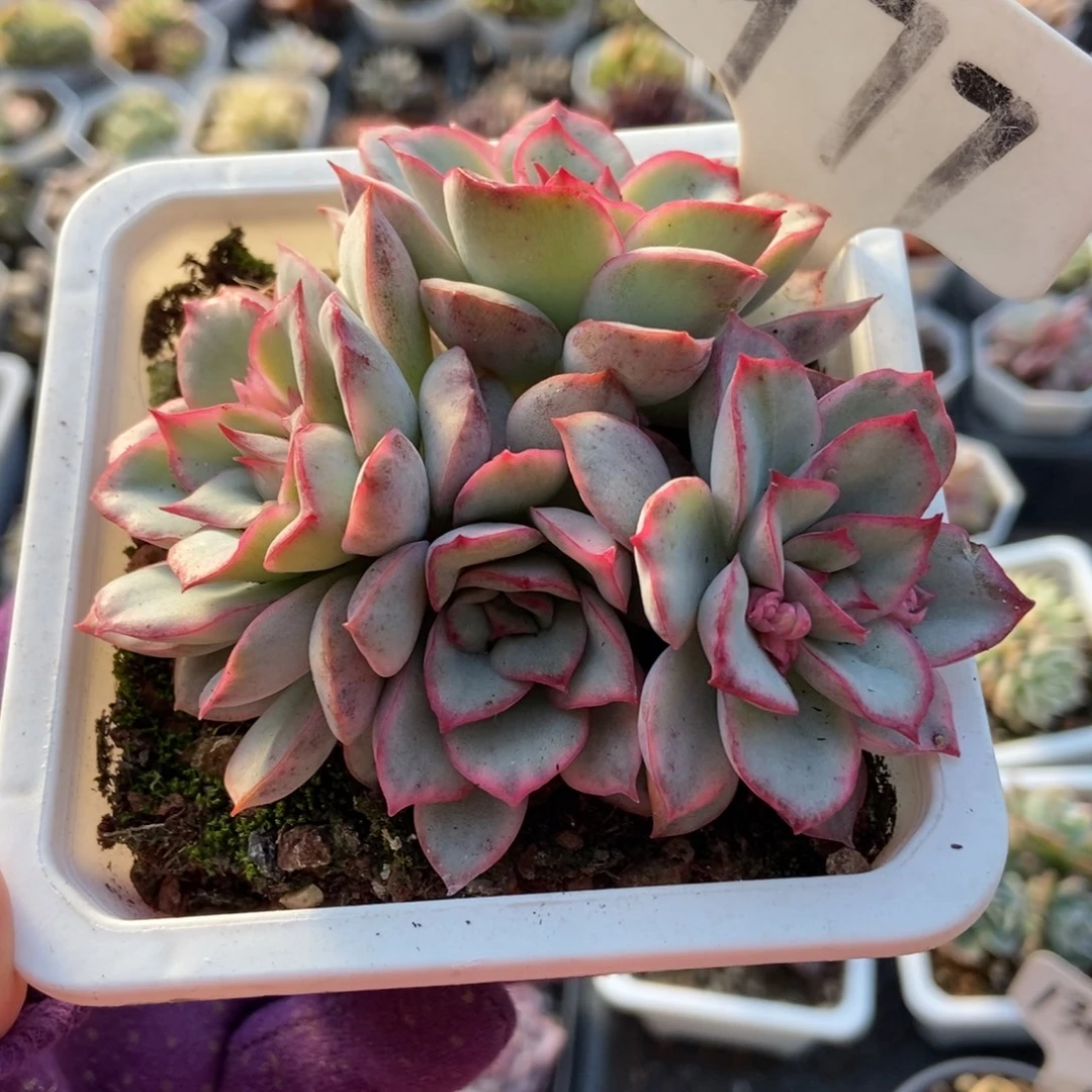 977月光女神锦多肉植物