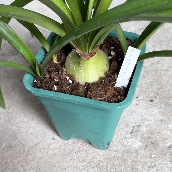 无花朵A1279朱顶红6.5厘米不带盆