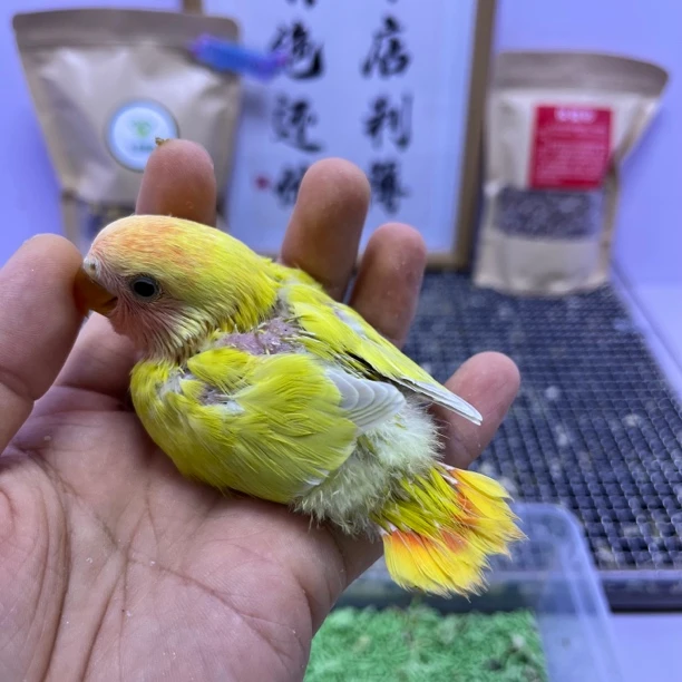 牡丹鹦鹉-精品红头澳闪公F60808