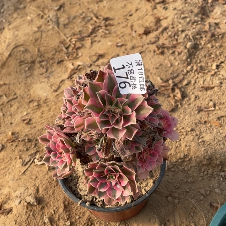 一***嘿176粉女巫小手捧4号棚