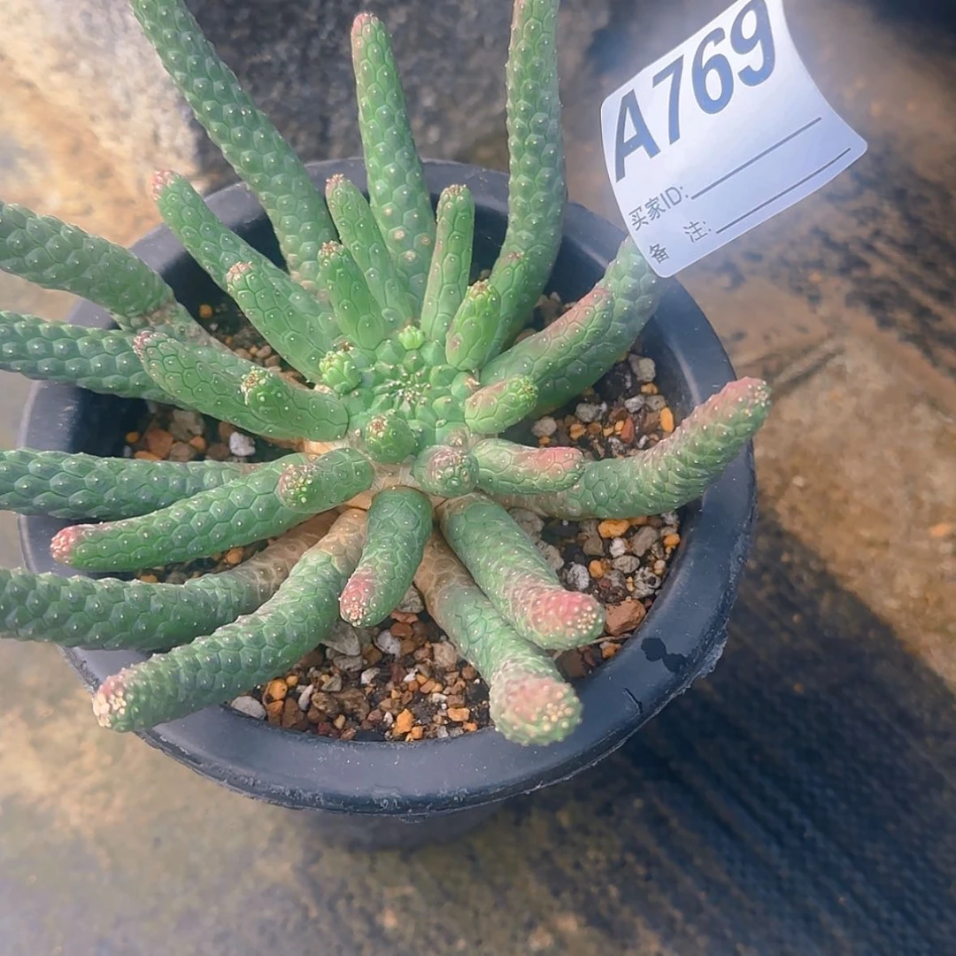 【闪购商品】天*块根植物