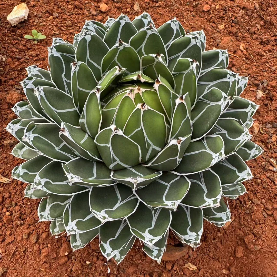 零花钱多肉  世之雪  冠幅22cm   龙舌兰科   新手好养 种植简单