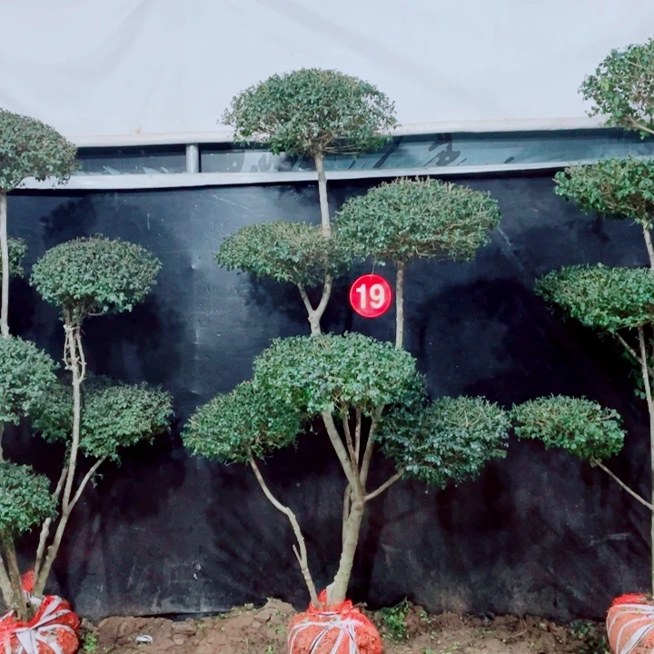 无花朵一物一拍一物一拍