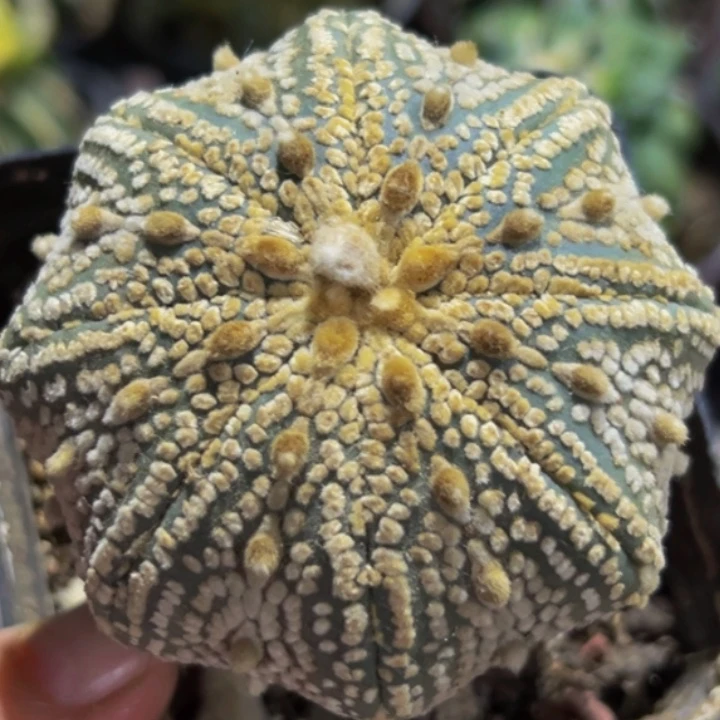无花朵福利奇迹海星兜378