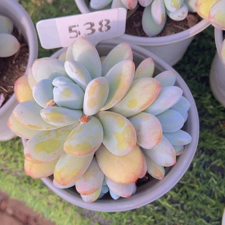 健健康康平平安安