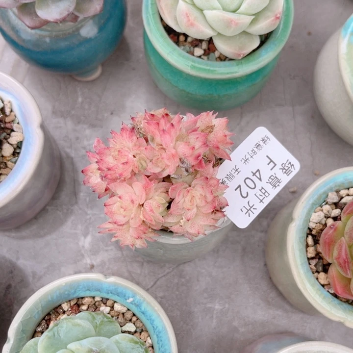 402 蝴蝶叶麦 带陶瓷盆发货 满28包邮