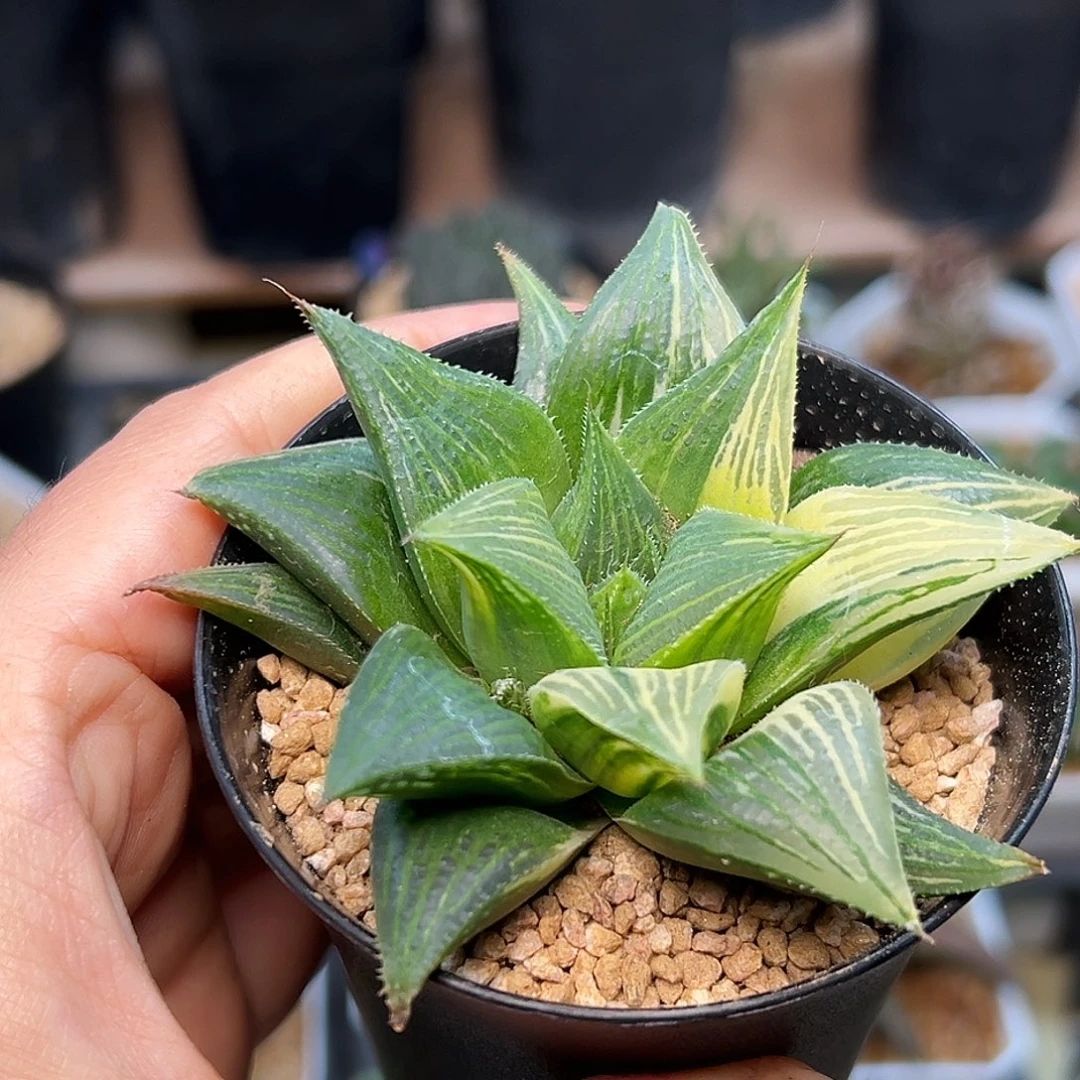 椒***鸡芭提雅锦硬叶十二卷一颗