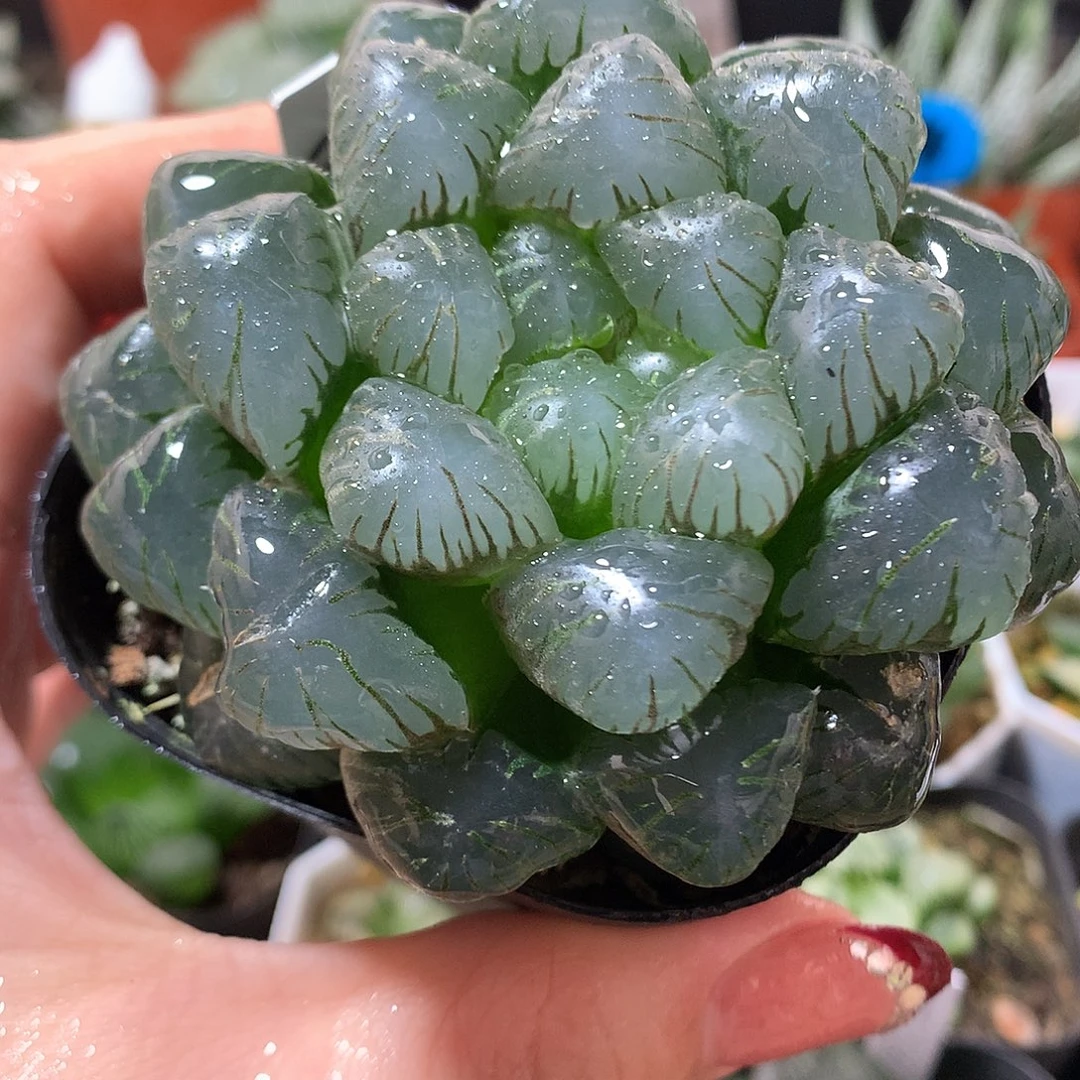 31号孔明灯带盆带土