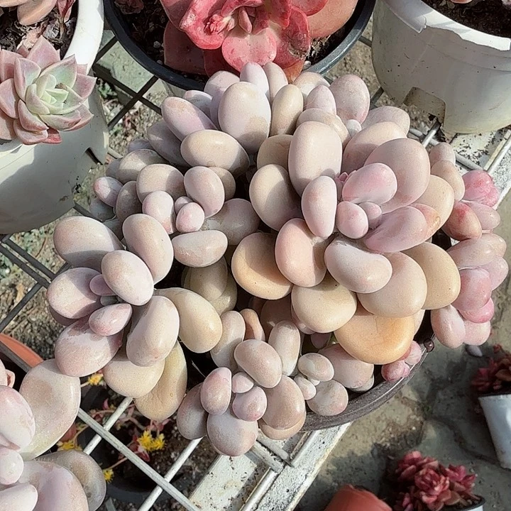 桃蛋多肉植物精品