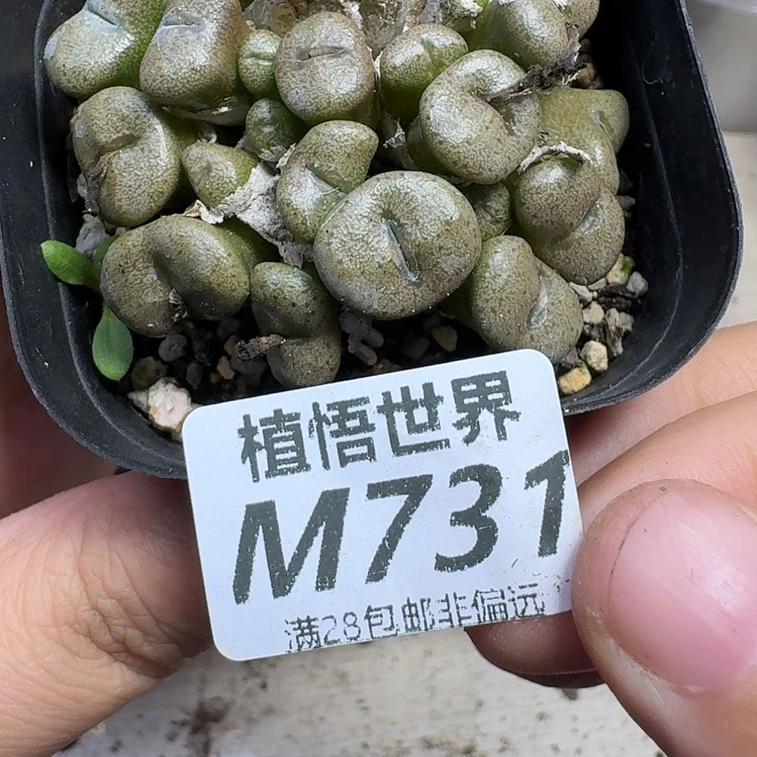 多肉植物的人生cfvbn