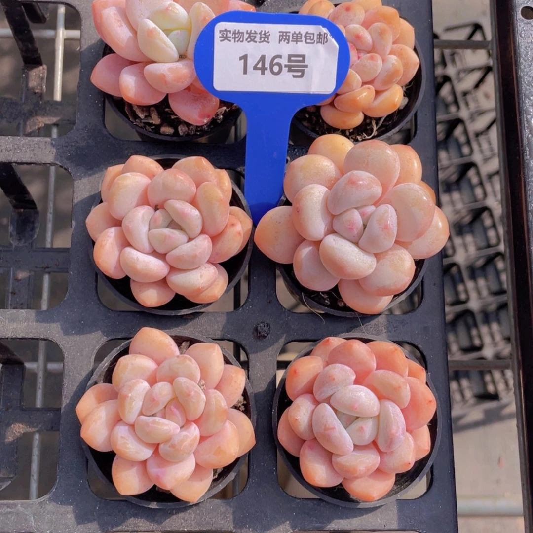 146号肥胖玛丽单头两个